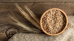 2023-2024 Grain Market Overview: Trends, Production, and Trade